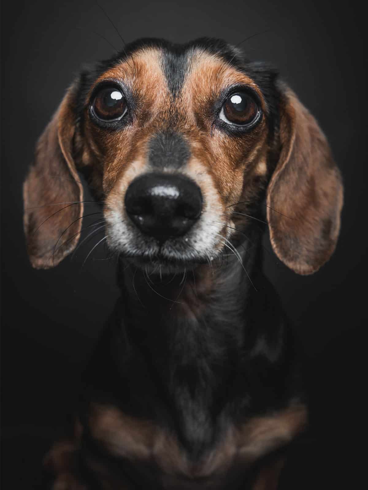 Dackelhundeshooting